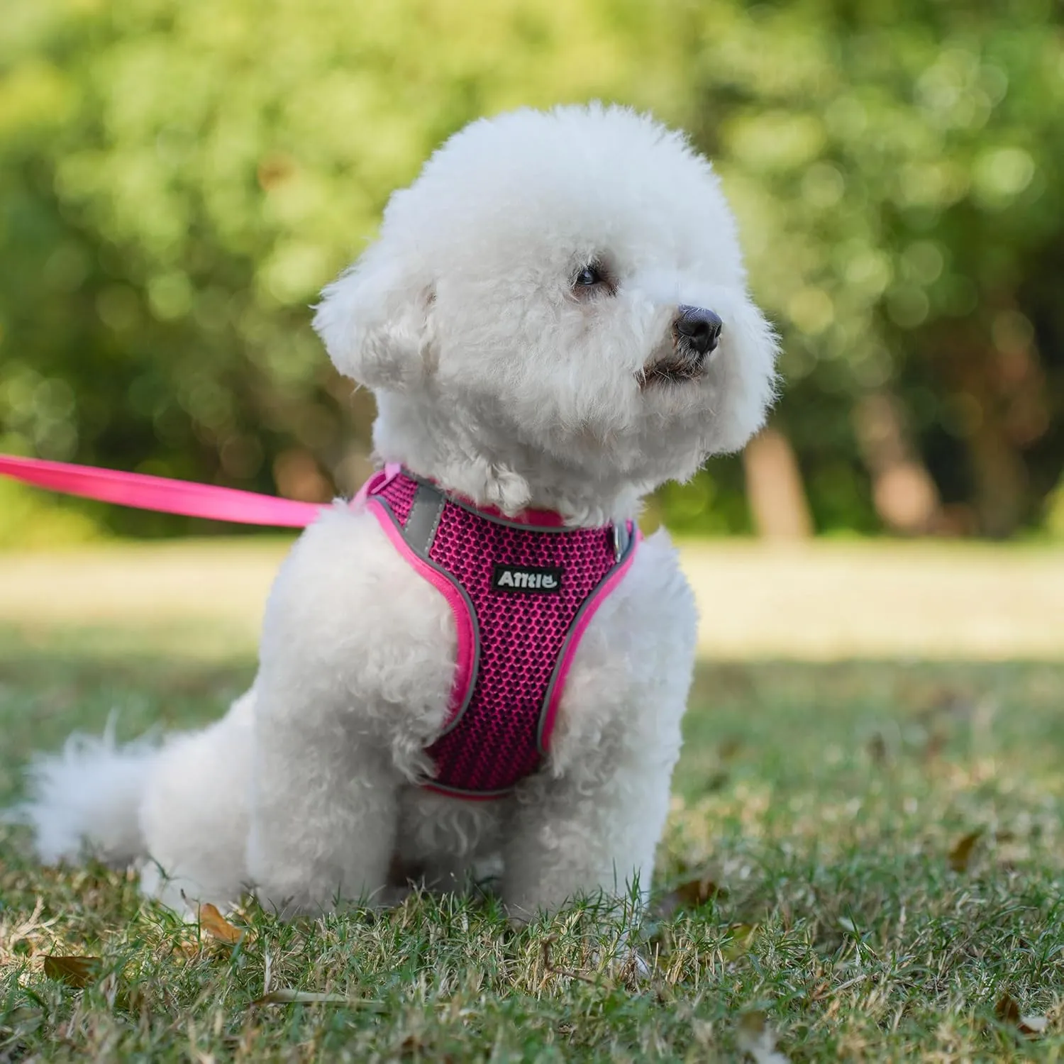 AIITLE Step in Dog Harness and Leash Set for Walking - Adjustable Dog Harness with Padded Vest for All Weather, Reflective Adjustable Pet Harness, Easy to Put on Small Dogs Hot Pink S