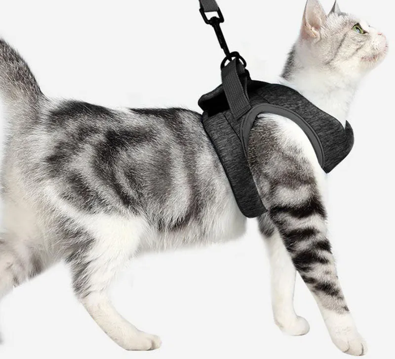 Cat chest harness traction rope