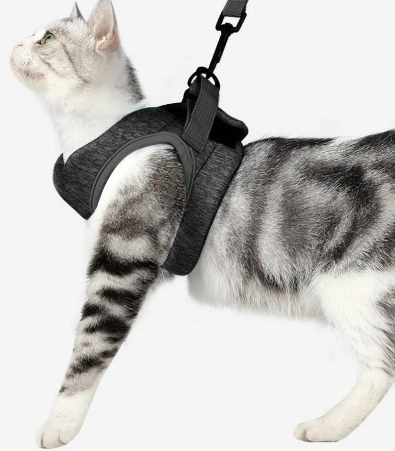 Cat chest harness traction rope
