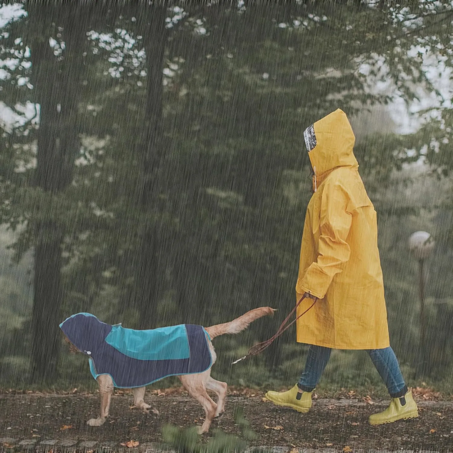 IECOii Dog Raincoat,Waterproof Rain Jacket for Medium Dogs,Adjustable Pet Rain Coat with Magic Sticker Closure,Reflective Doggy Raincoat with Hood,Perfect for Night Walking,Blue,M