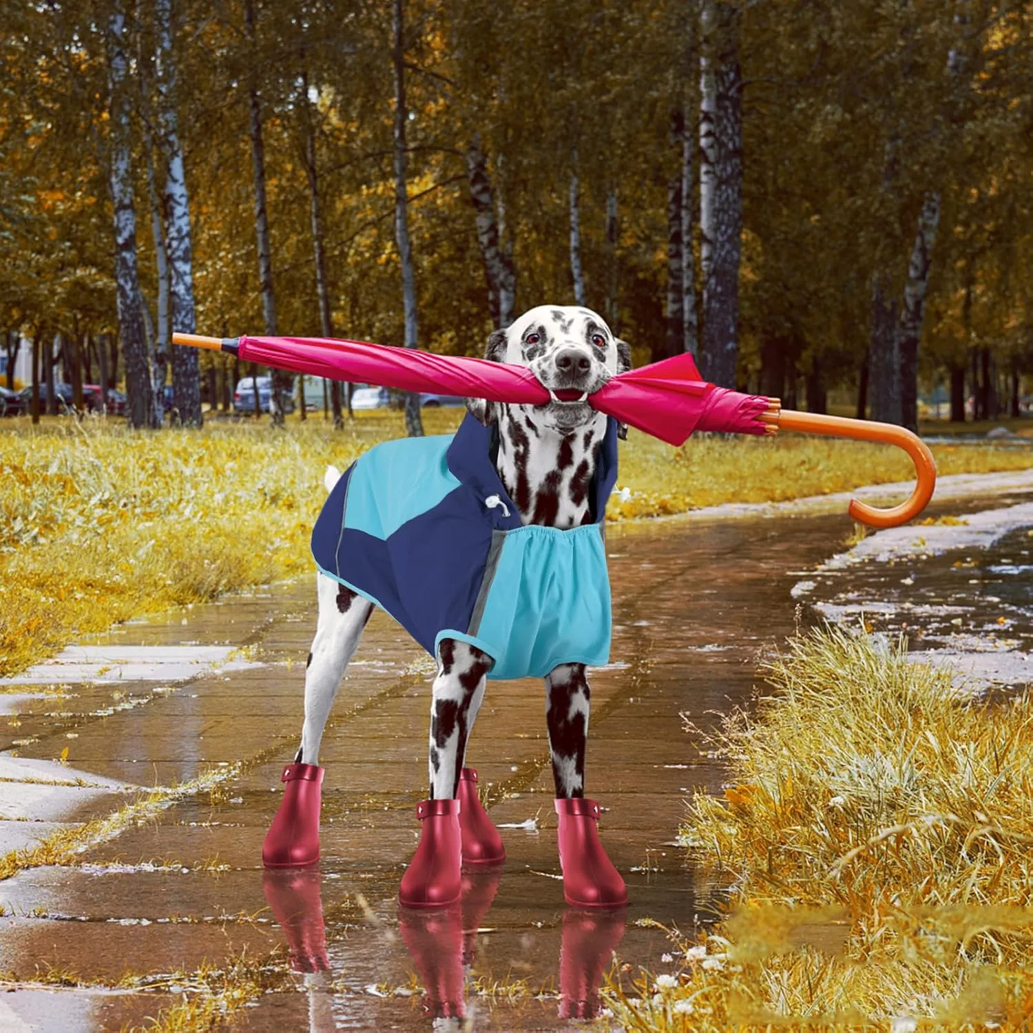 IECOii Dog Raincoat,Waterproof Rain Jacket for Medium Dogs,Adjustable Pet Rain Coat with Magic Sticker Closure,Reflective Doggy Raincoat with Hood,Perfect for Night Walking,Blue,M